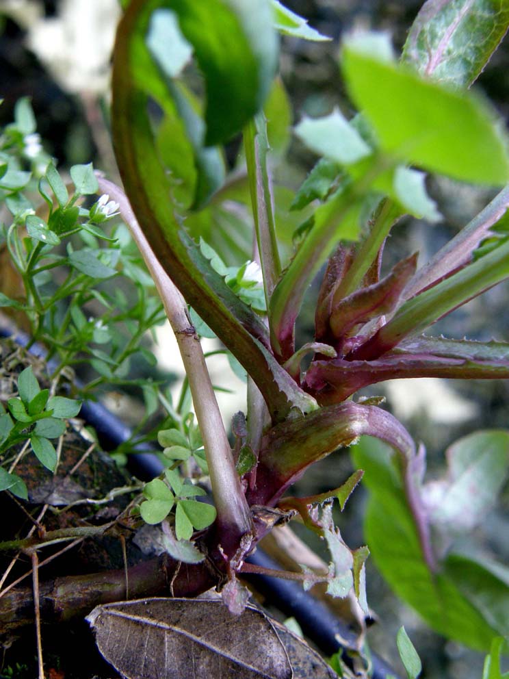 Sonchus oleraceus / Grespino comune