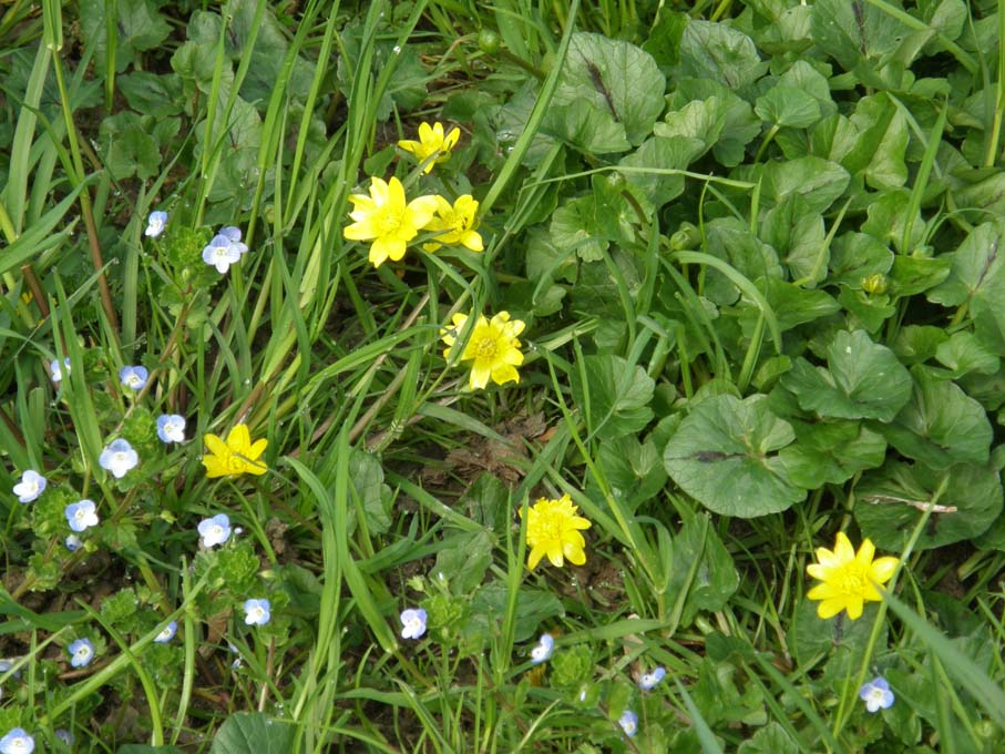 Ranunculus ficaria