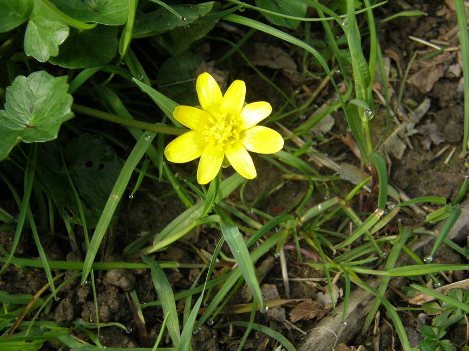 Ranunculus ficaria