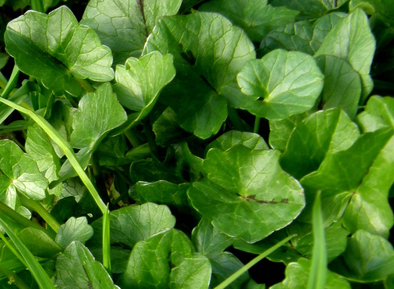 Ranunculus ficaria