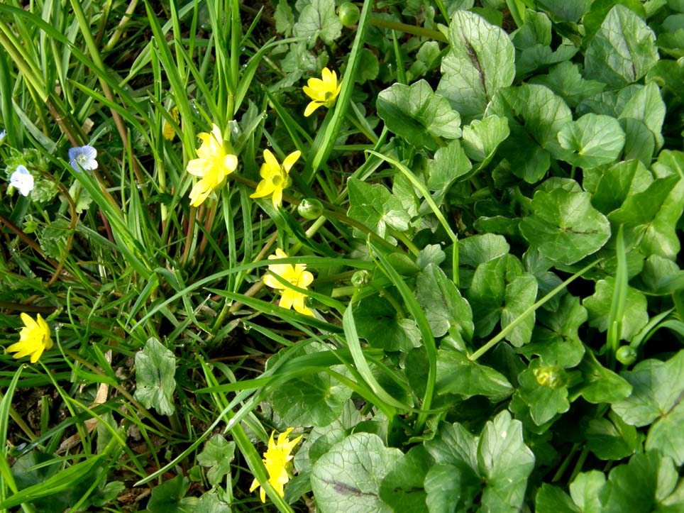 Ranunculus ficaria