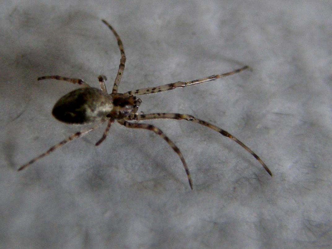 Tetragnatha sp.