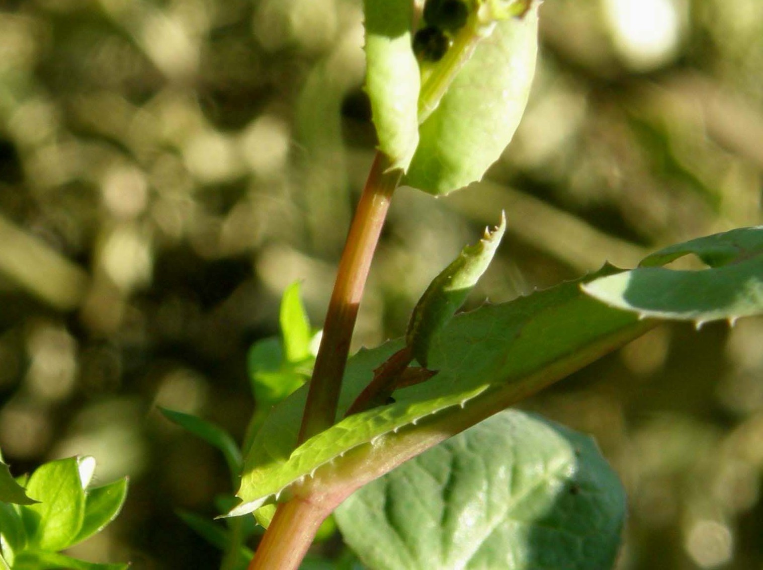 Sonchus oleraceus / Grespino comune