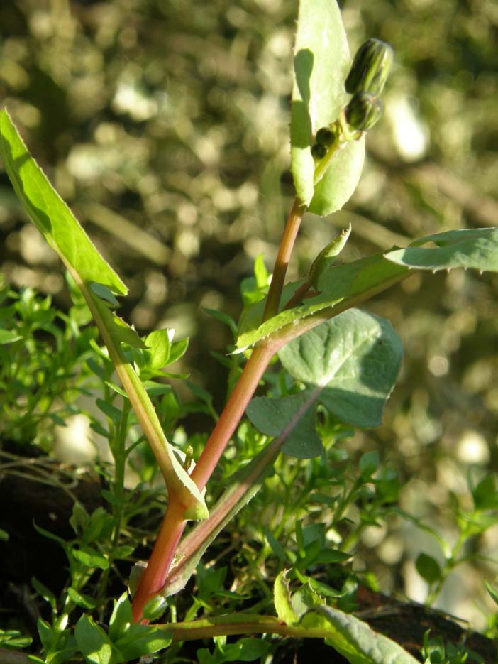 Sonchus oleraceus / Grespino comune