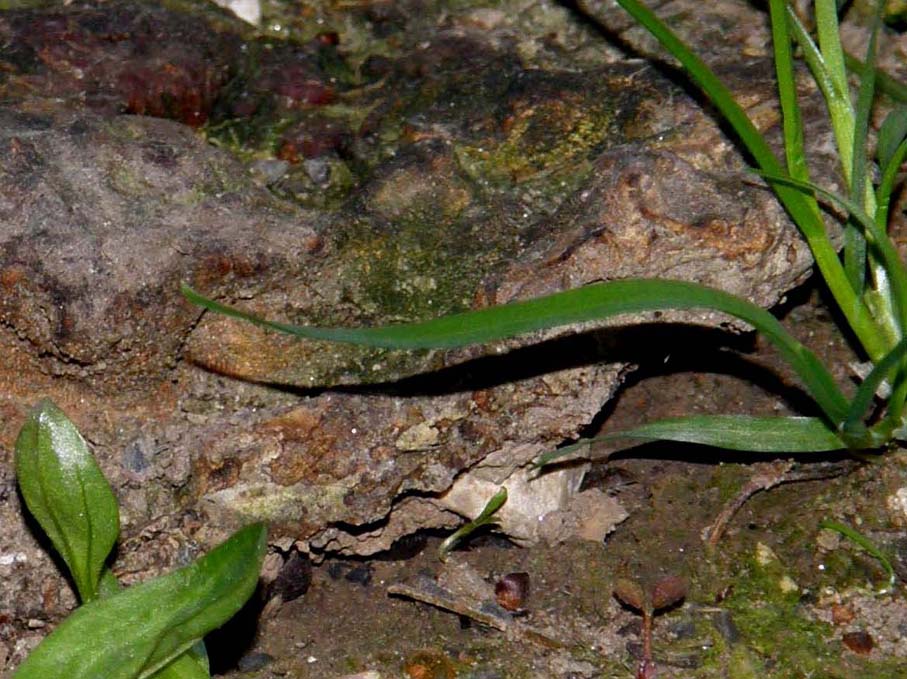 A volte ritornano... (Ganoderma resinaceum)