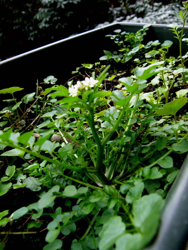 Cardamine hirsuta