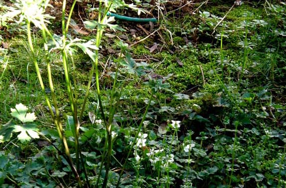 Ecco le prime viole: Viola odorata (Violaceae)