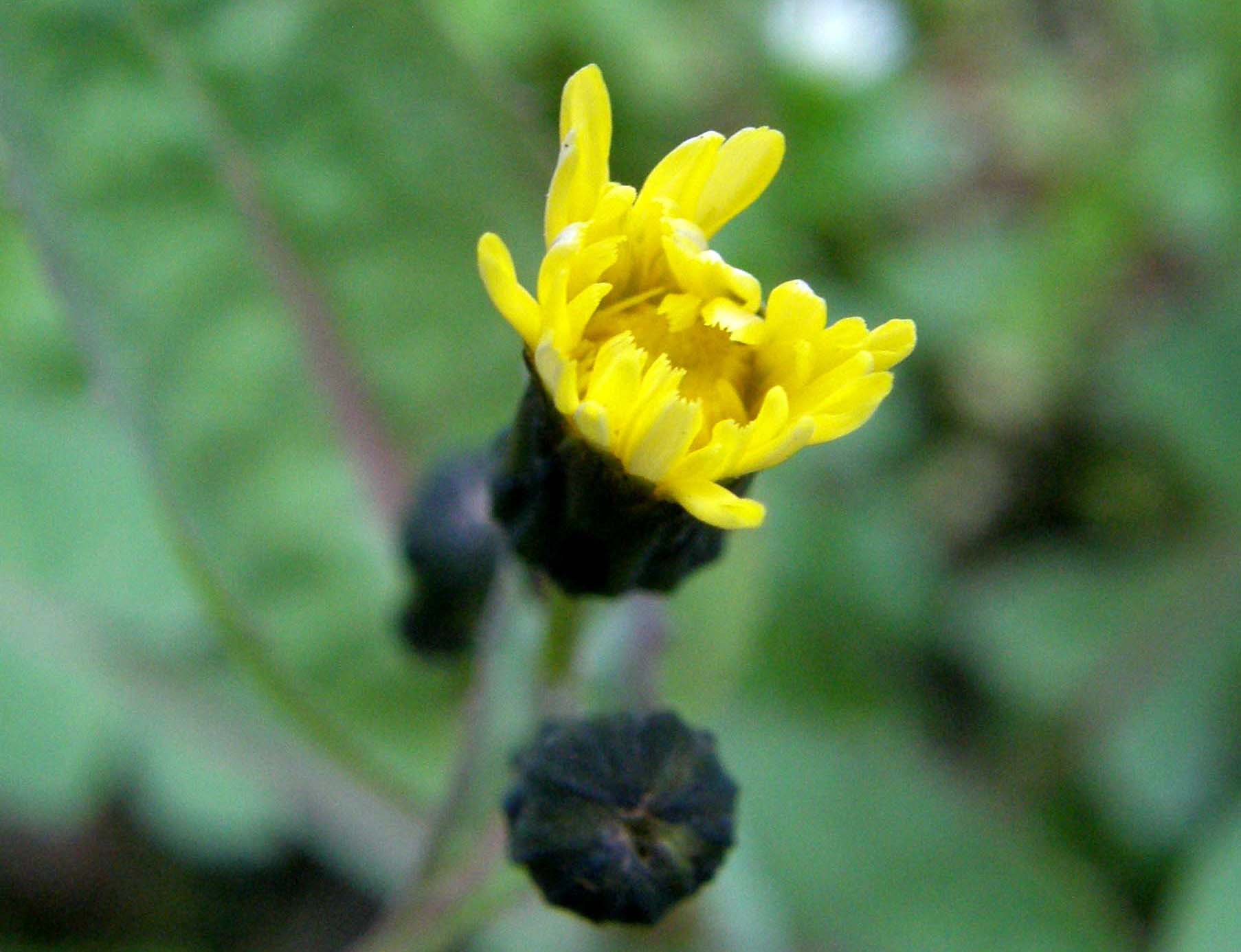 Sonchus oleraceus / Grespino comune