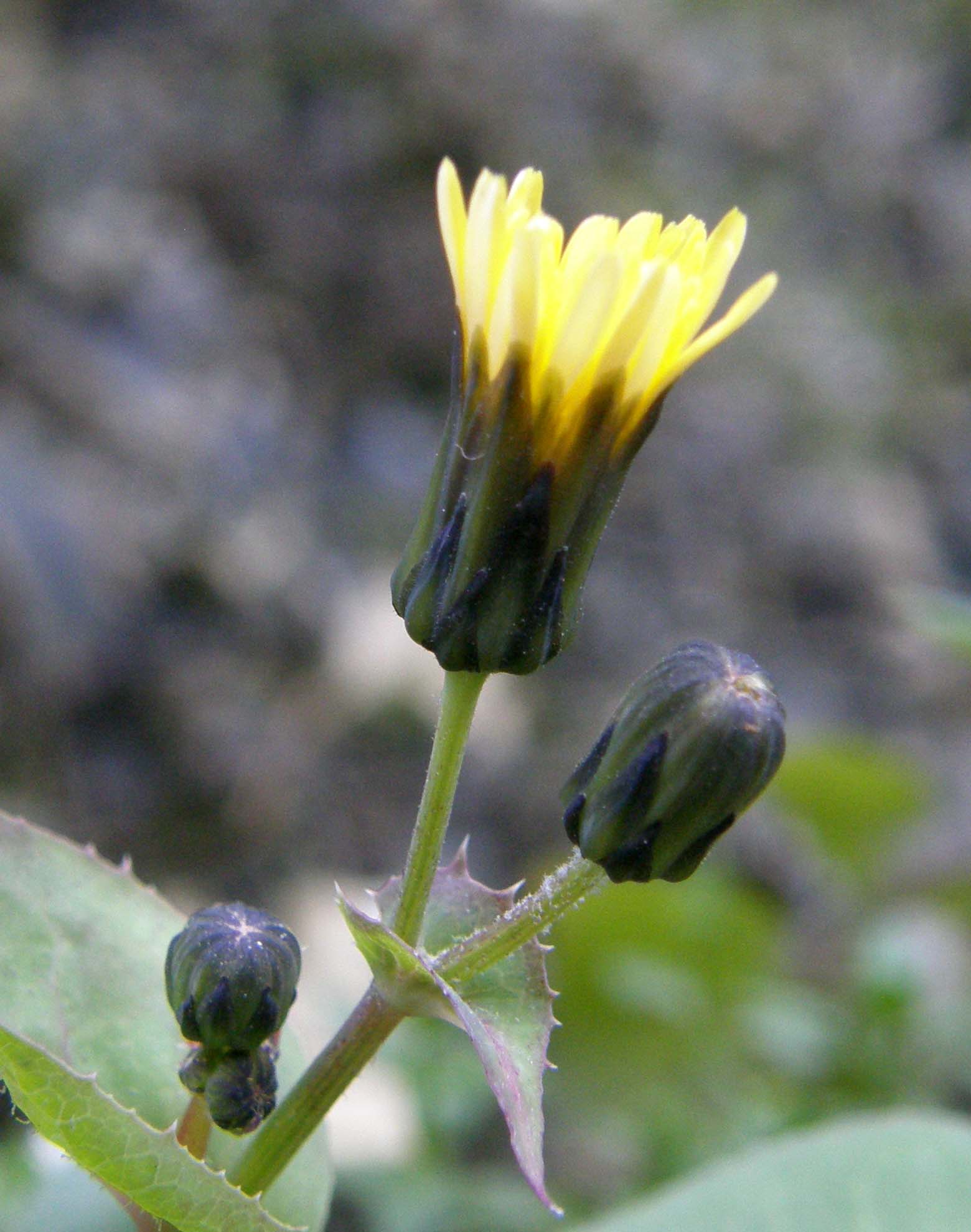 Sonchus oleraceus / Grespino comune