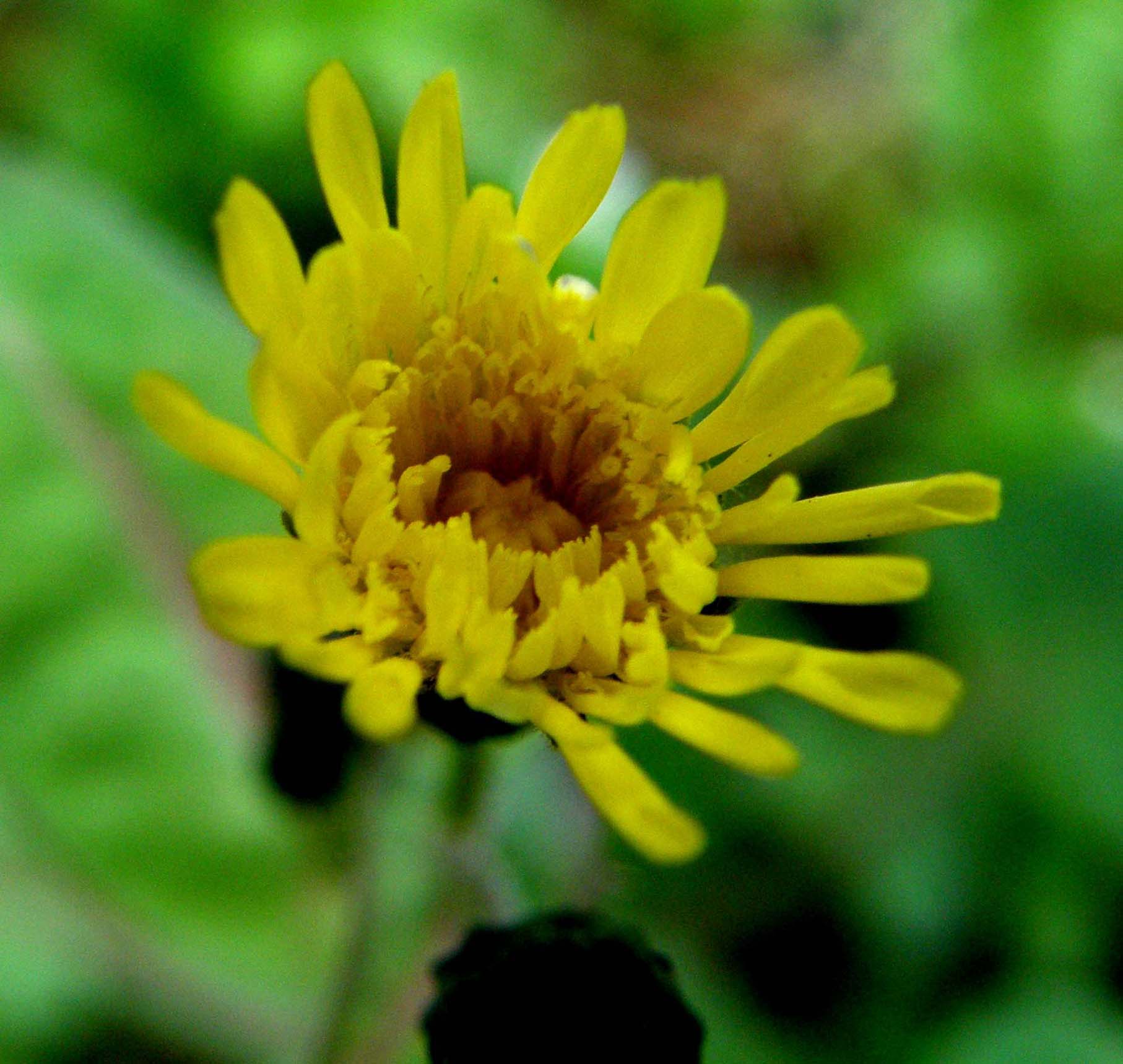 Sonchus oleraceus / Grespino comune