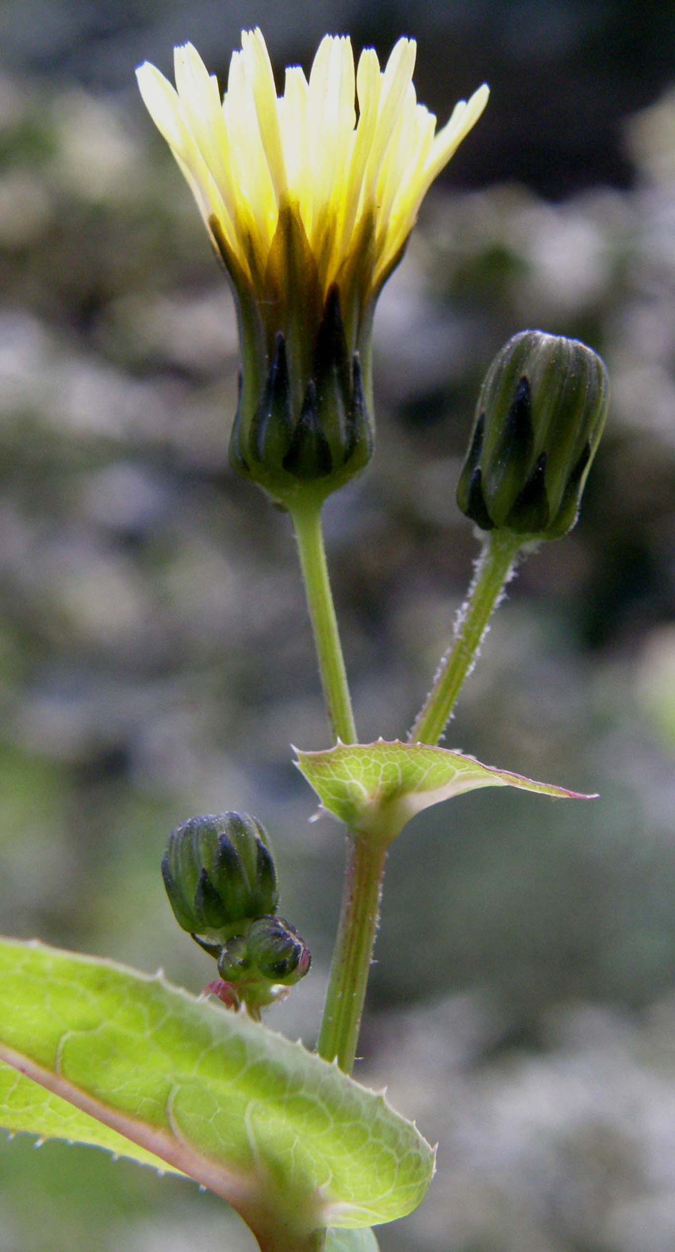 Sonchus oleraceus / Grespino comune