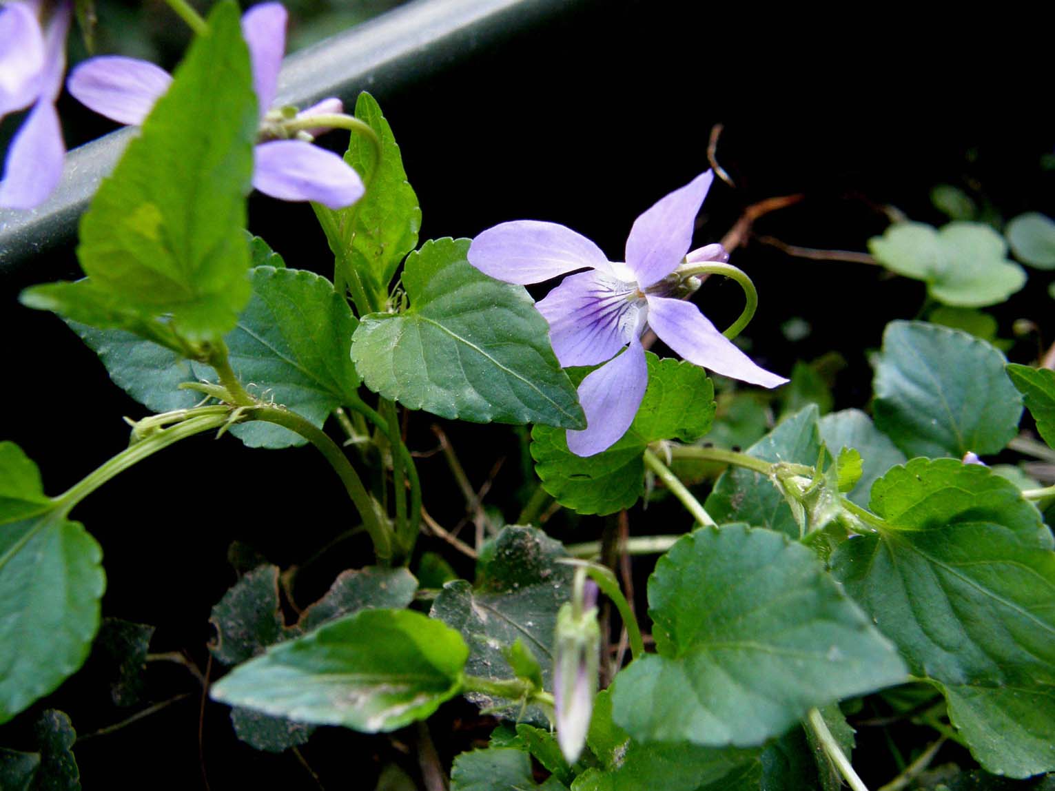 Viola reichenbachiana / Viola silvestre