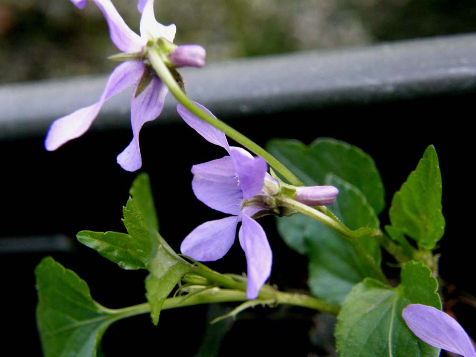 Viola reichenbachiana / Viola silvestre