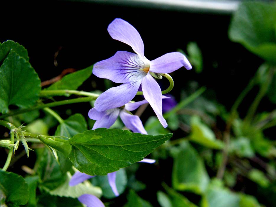 Viola reichenbachiana / Viola silvestre