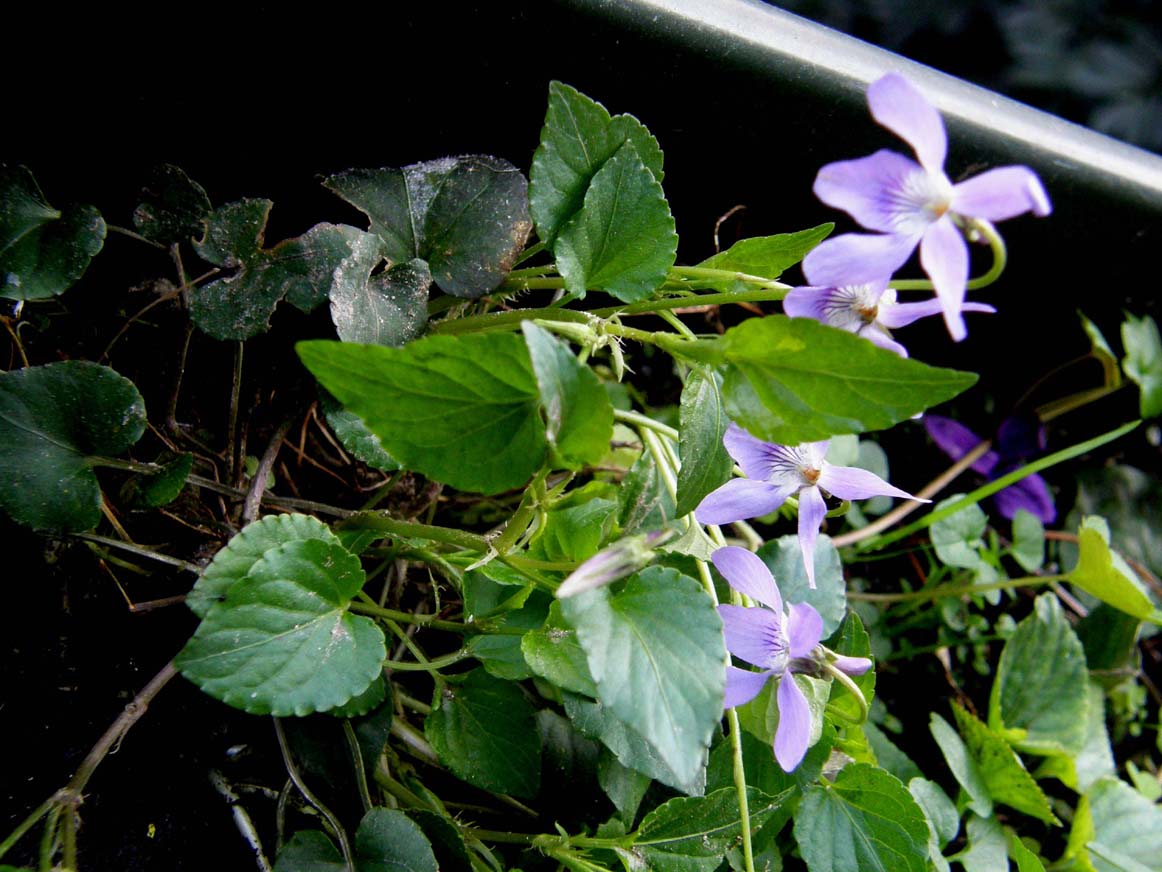 Viola reichenbachiana / Viola silvestre