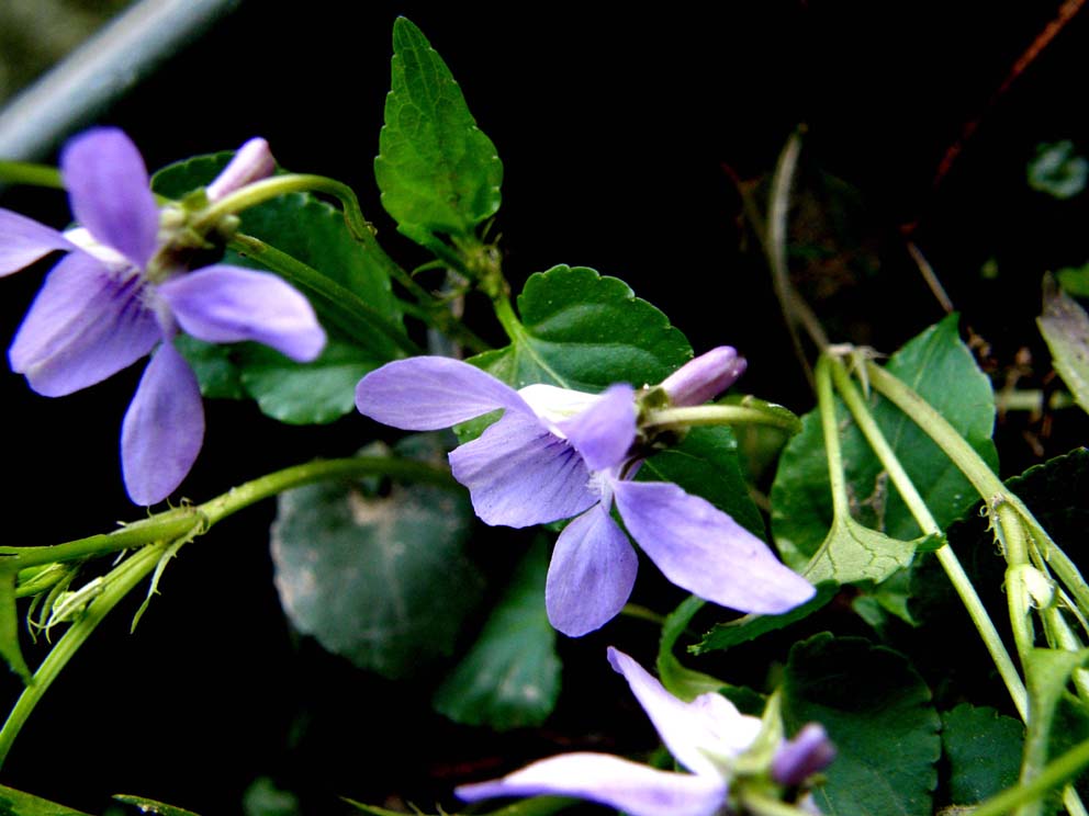 Viola reichenbachiana / Viola silvestre