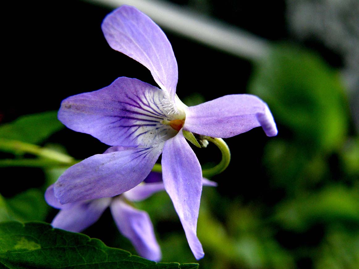 Viola reichenbachiana / Viola silvestre