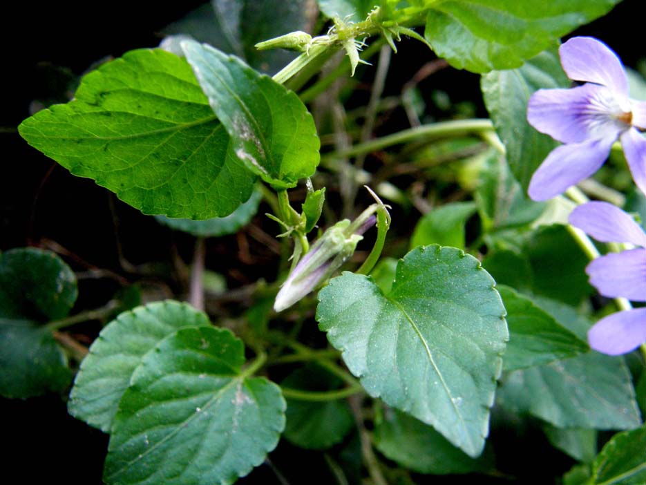 Viola reichenbachiana / Viola silvestre