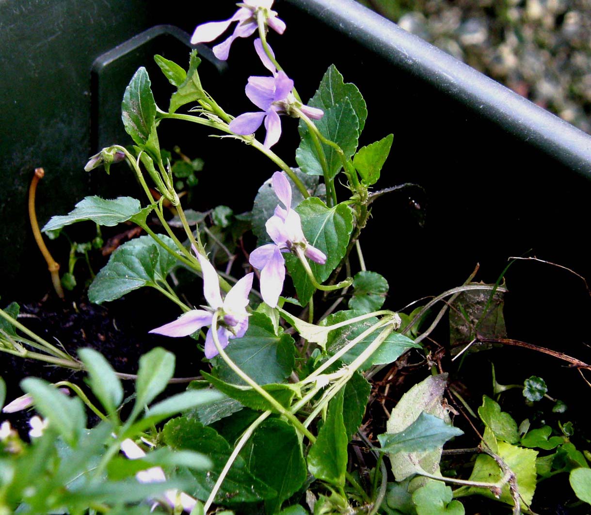 Viola reichenbachiana / Viola silvestre