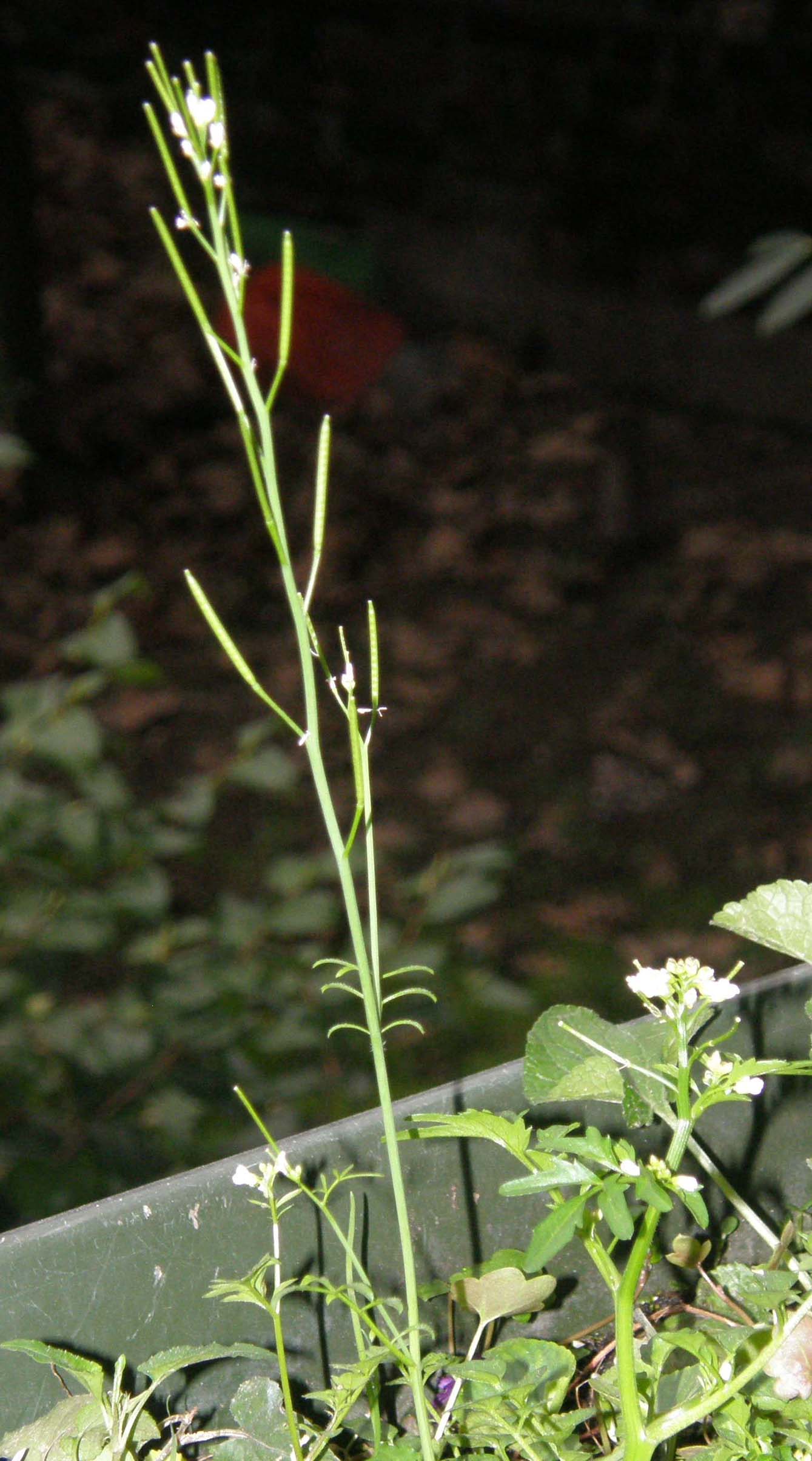 Cardamine hirsuta