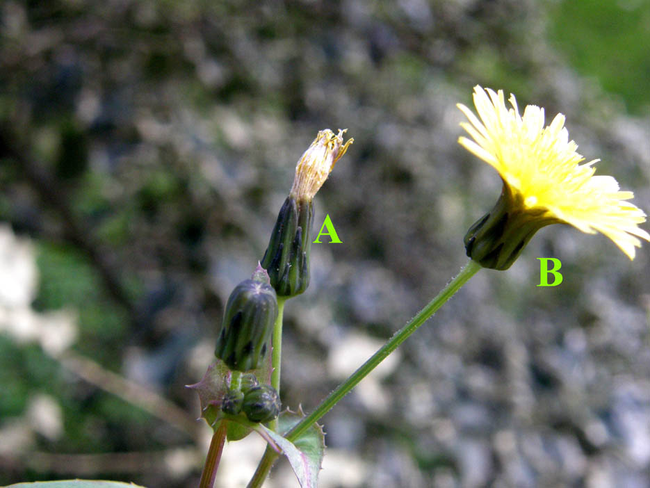 Sonchus oleraceus / Grespino comune