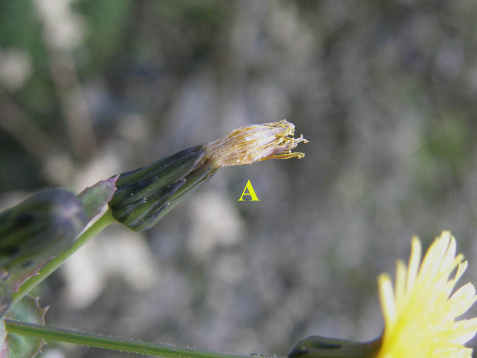 Sonchus oleraceus / Grespino comune