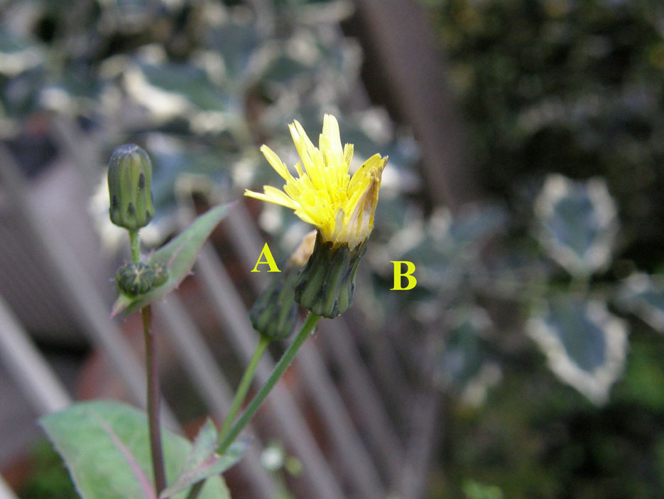 Sonchus oleraceus / Grespino comune