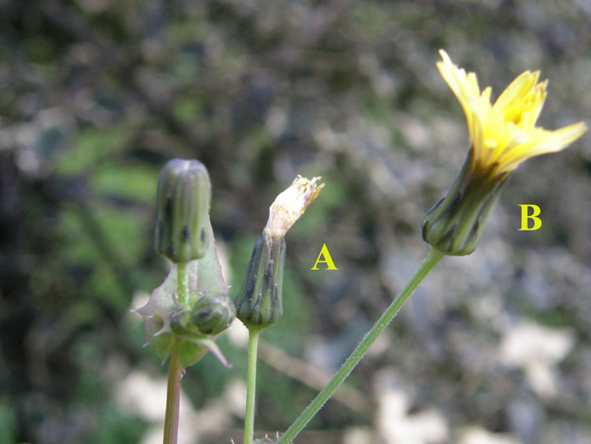 Sonchus oleraceus / Grespino comune