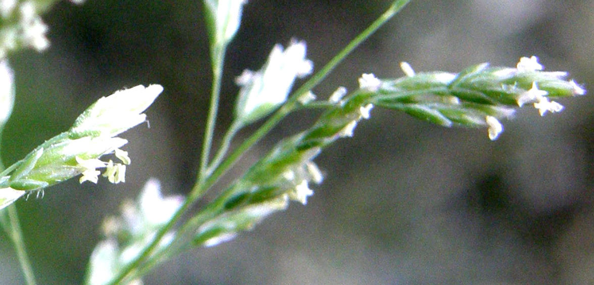 Poa annua