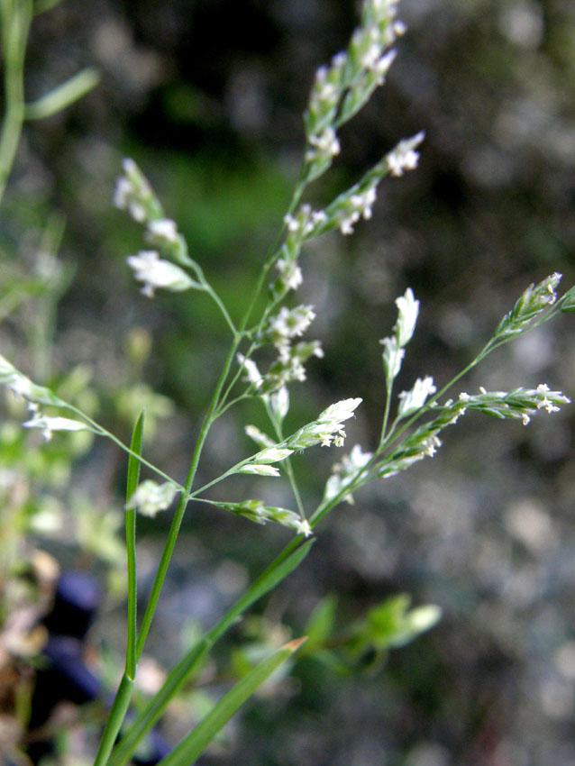 Poa annua