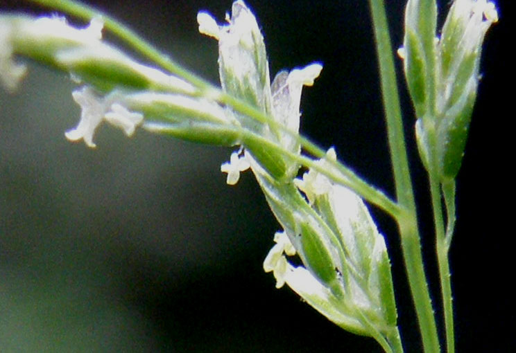 Poa annua