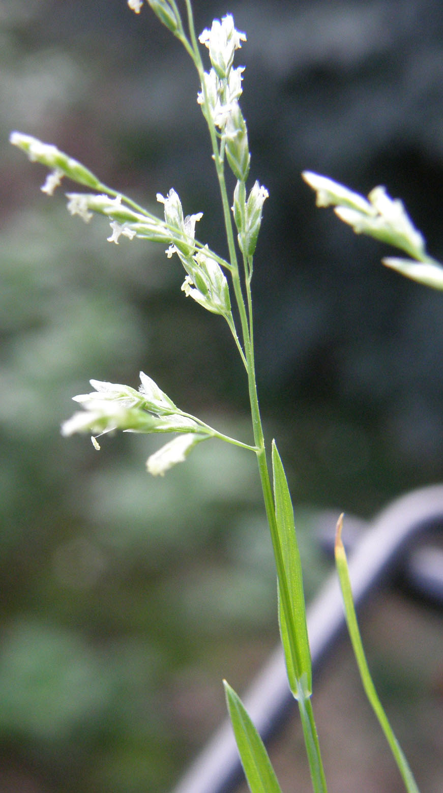 Poa annua