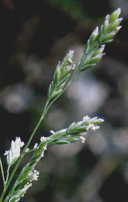 Poa annua