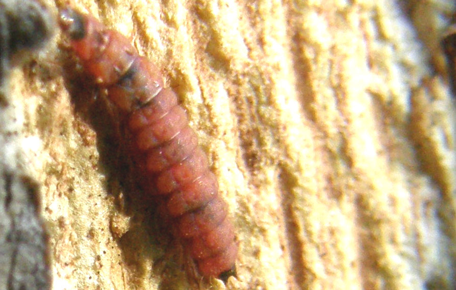 Piccola larva: Malachiidae
