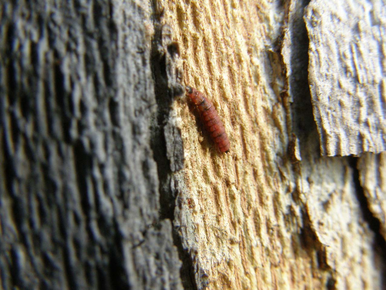 Piccola larva: Malachiidae