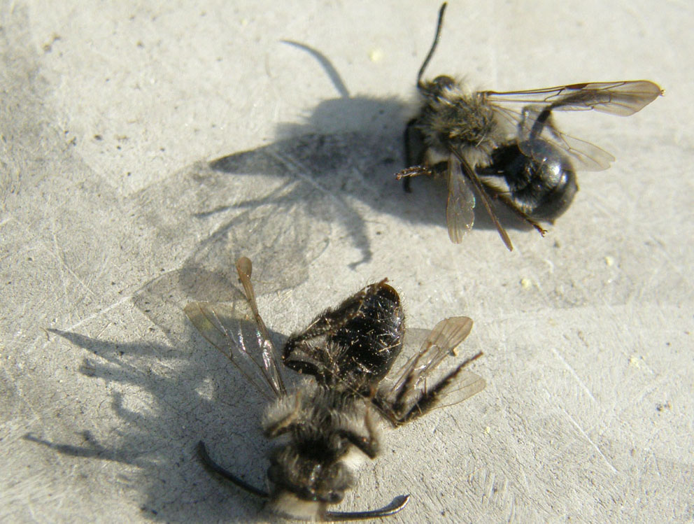 Apidae Andreninae morti