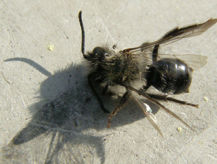 Apidae Andreninae morti