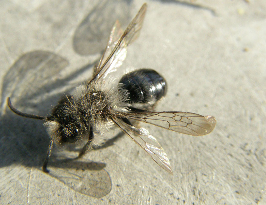 Apidae Andreninae morti