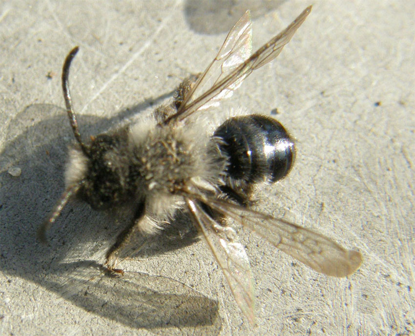 Apidae Andreninae morti