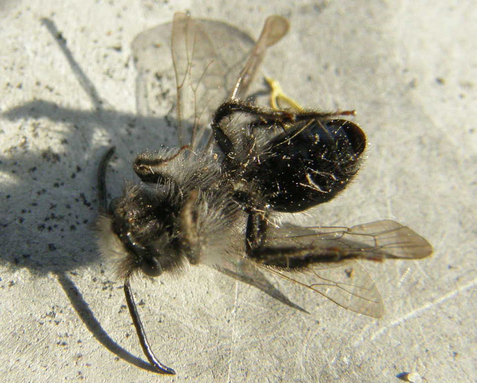 Apidae Andreninae morti