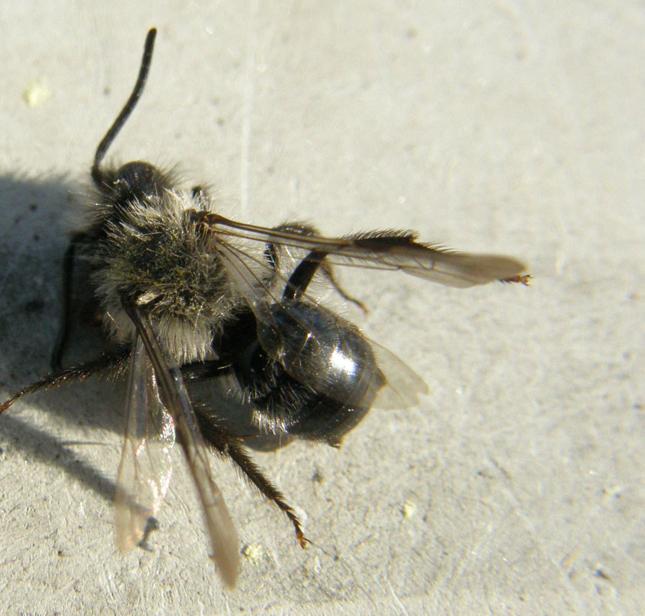 Apidae Andreninae morti