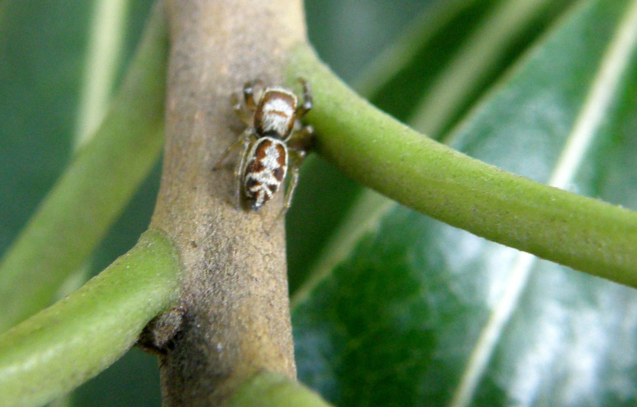 Icius sp.; Philodromus sp.