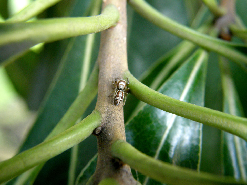 Icius sp.; Philodromus sp.