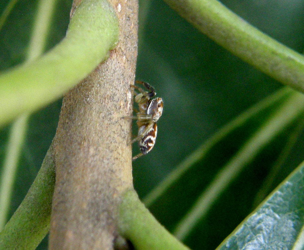 Icius sp.; Philodromus sp.