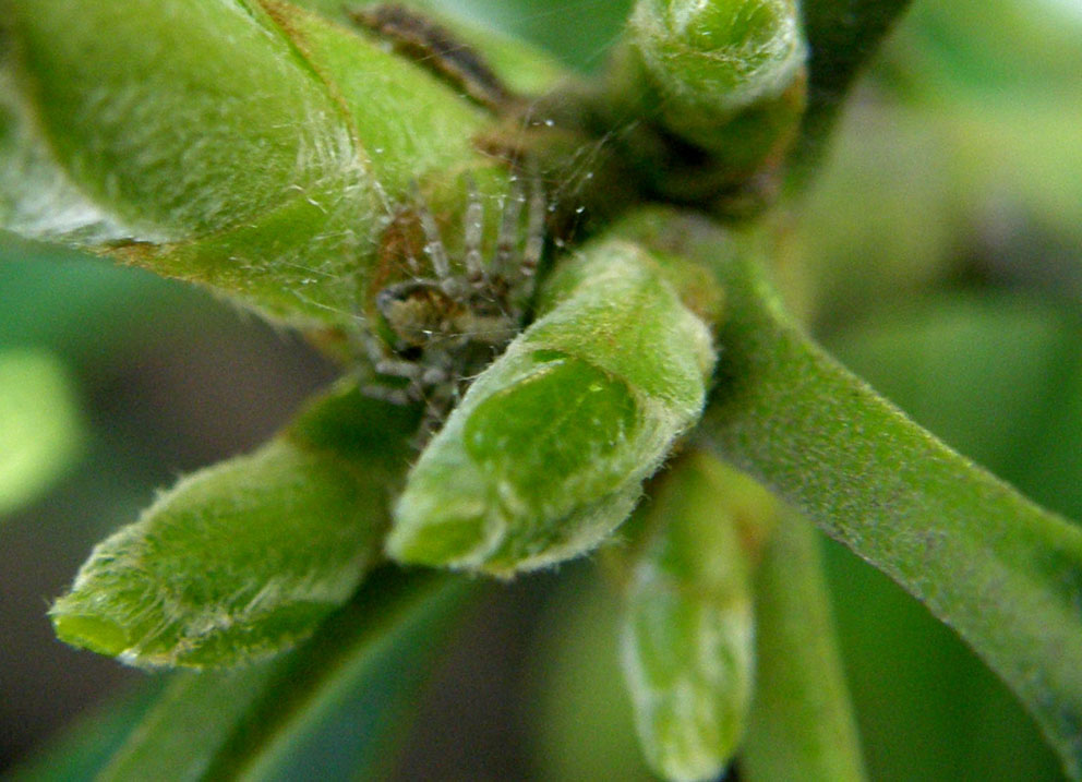 Icius sp.; Philodromus sp.