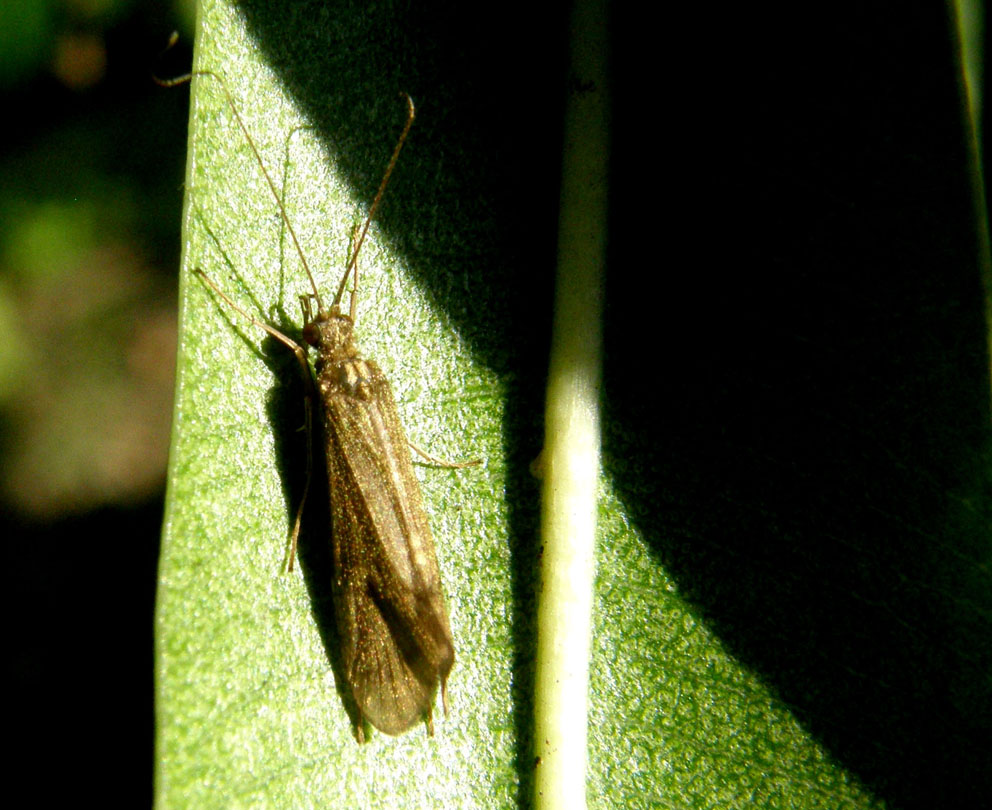 Hydropsychidae