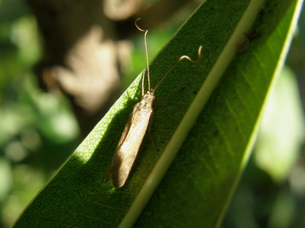 Hydropsychidae