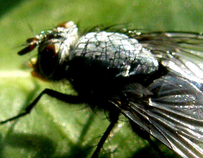 Calliphora sp. (Calliphoridae)