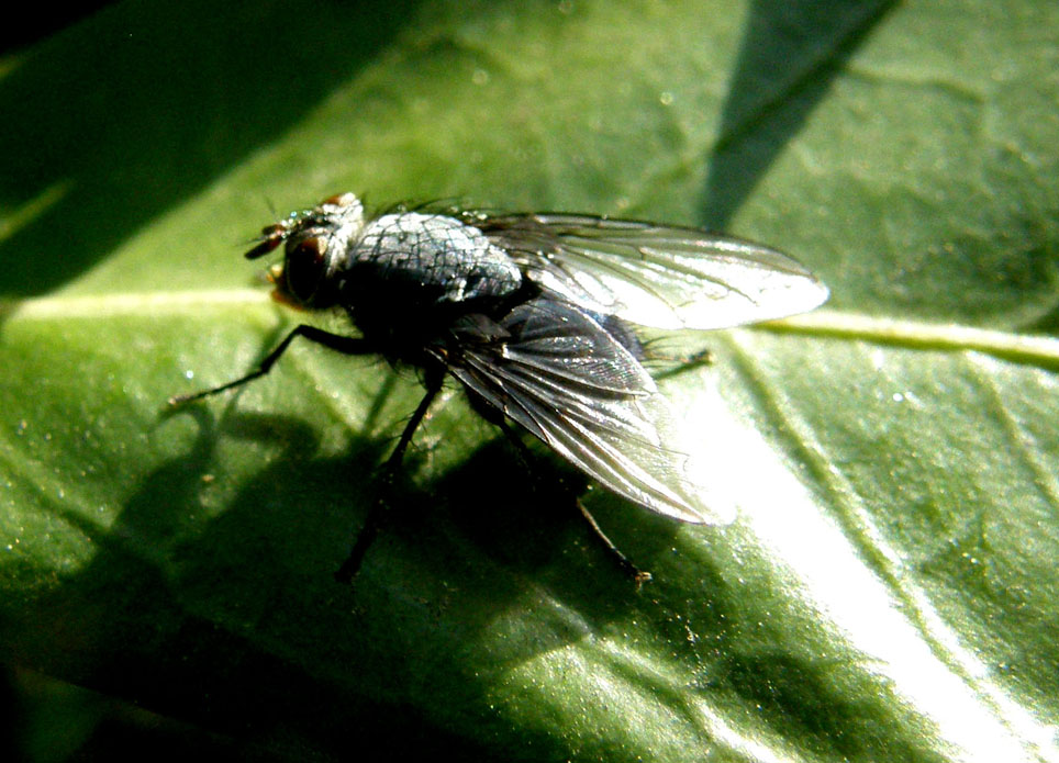 Calliphora sp. (Calliphoridae)