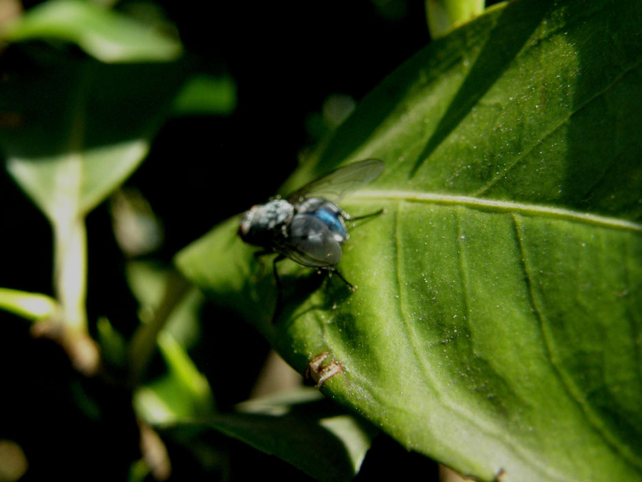 Calliphora sp. (Calliphoridae)